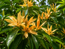el arbol con uno de los perfumes mas intensos del mundo: como cultivarlo en maceta y renovar tu balcon