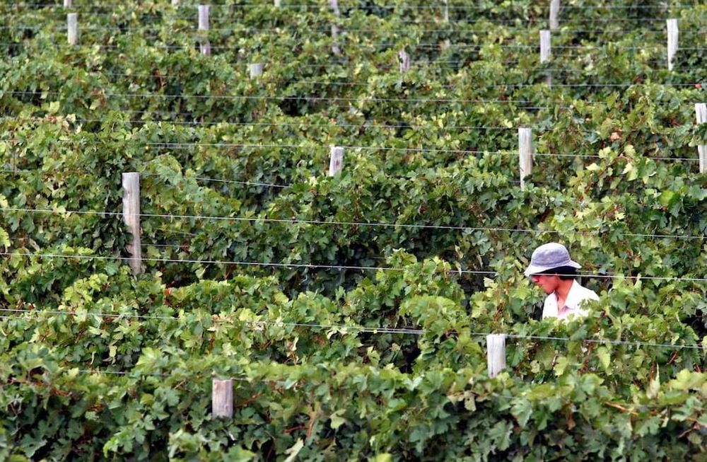 Por la baja rentabilidad, cayó hasta 60% la venta de fincas