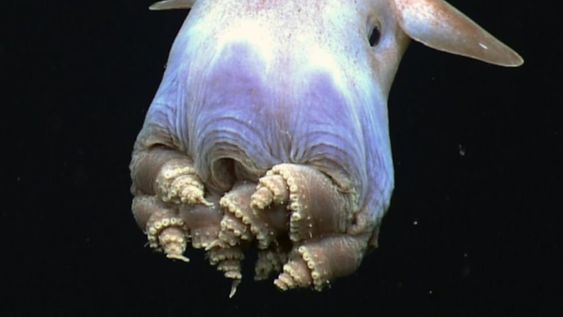 Grimpoteuthis es un género de moluscos cefalópodos del orden de los octópodos que destaca por las extrañas aletas en forma de orejas que irradian de su cabeza. Foto: Gentileza