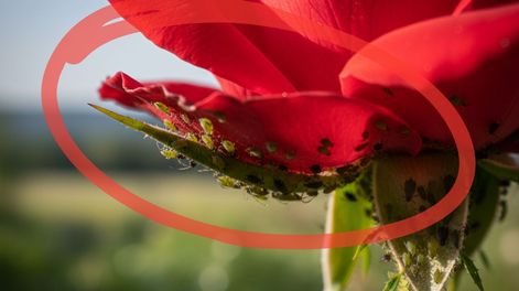 Adiós a las plagas en tu jardín: el repelente natural más efectivo que dejás que se pudra en la cocina