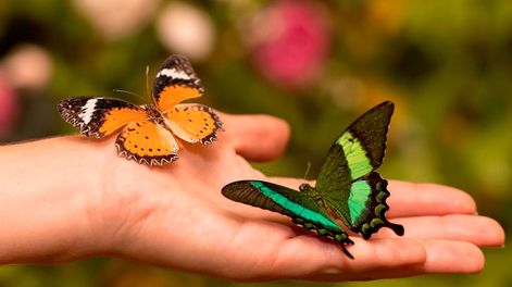 Crisis de diversidad biológica y cultural