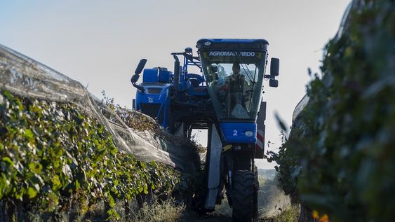 Cosecha Mecánica: una alternativa que gana terreno entre los productores mendocinos