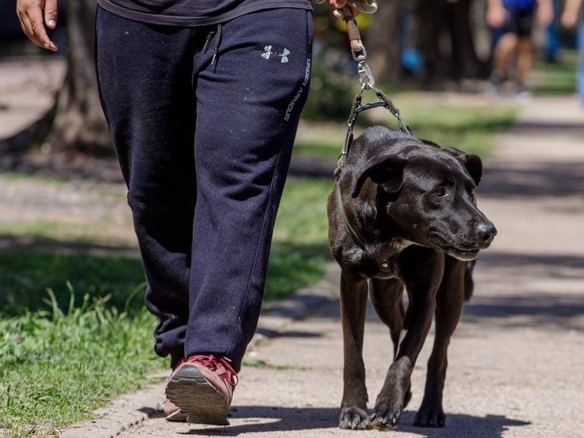 Maipú realizó el pasado fin de semana una caminata saludable en donde las mascotas fueron las grandes protagonistas de la jornada. Foto: prensa Maipú