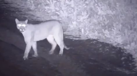 Un puma suelto en un country genera preocupación entre los vecinos.