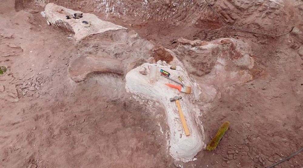 Descubren en Neuquén una nueva especie de dinosaurio que vivió hace 95 millones de años
