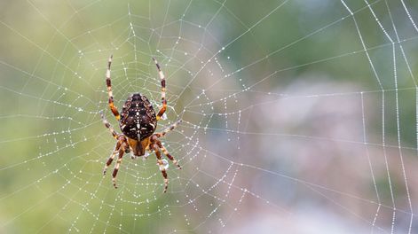 Si desea mantener las arañas fuera de su casa, evite estas 3 plantas cerca de las ventanas