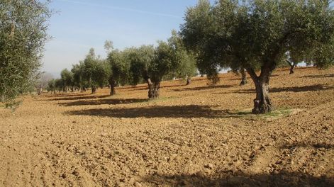 Hemos vuelto, cabizbajos, al olivar - Por Ana Yannelli de Araniti