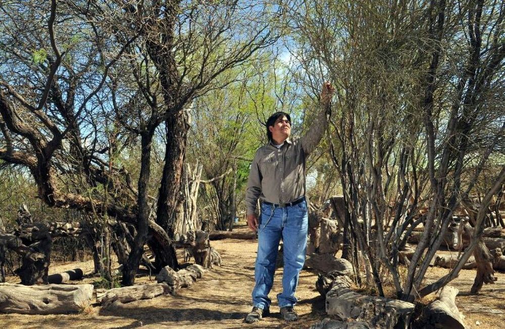 En Mendoza hay 4 bosques que suman 2 millones de hectáreas