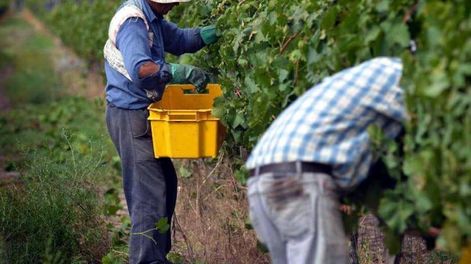 Llicitan un seguro agrícola para daños por catástrofes climáticas en vid y frutales