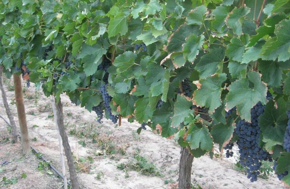 Se apocan la cantidad de hect&aacute;reas de producci&oacute;n en Mendoza y la tendencia en el pa&iacute;s es igual en otras provincias.&nbsp;