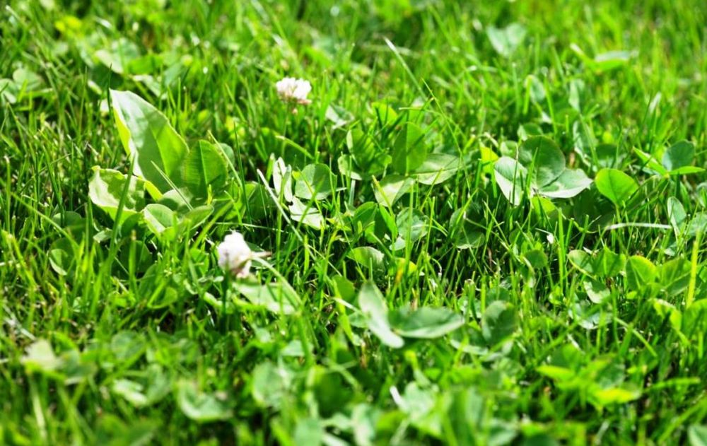 Para evitar que el trébol ocupe cada espacio del jardín, deberás cuidarlo de manera constante con métodos simples para impedir la invasión.