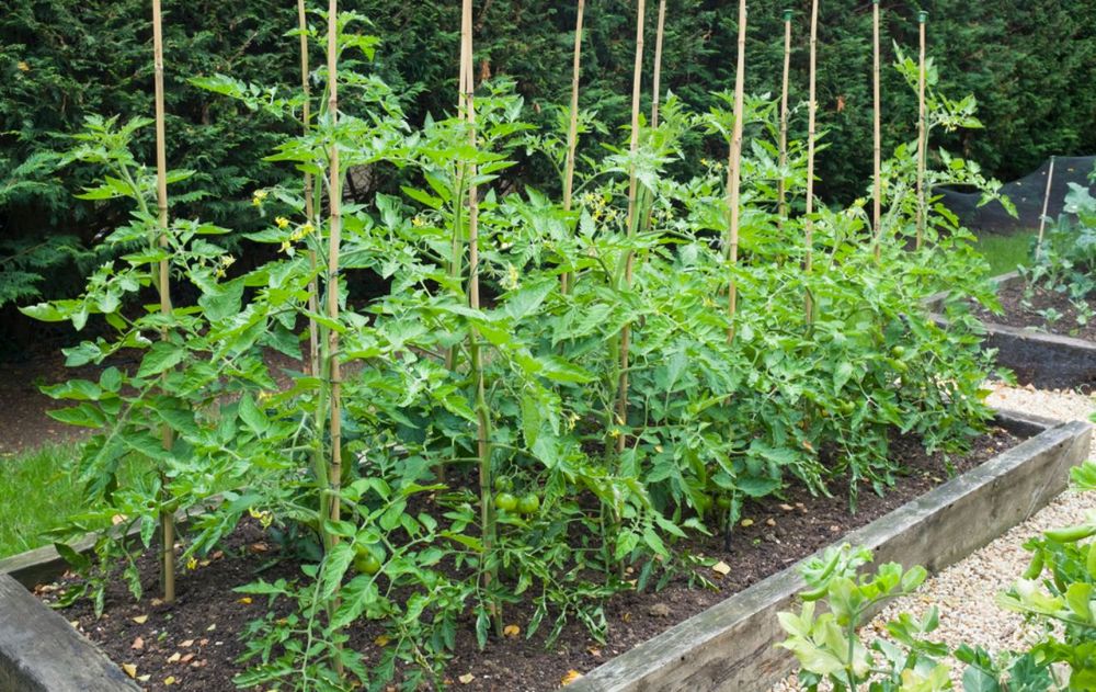 Este preparado, está recomendado por especialistas en producción sustentable y se elabora con desechos que todos tenemos en casa.