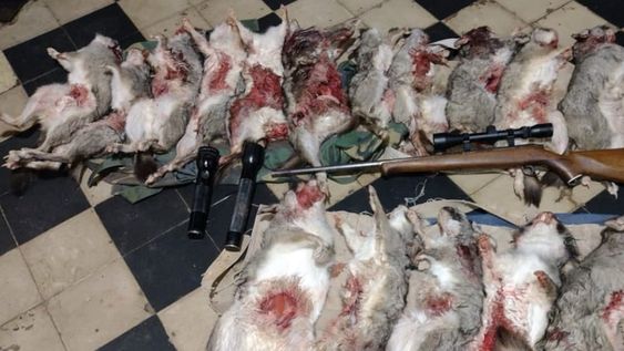 En el Valle de Uco encontraron tres cazadores arriba de un auto, realizando una actividad ilícita que atenta contra los recursos naturales renovables.