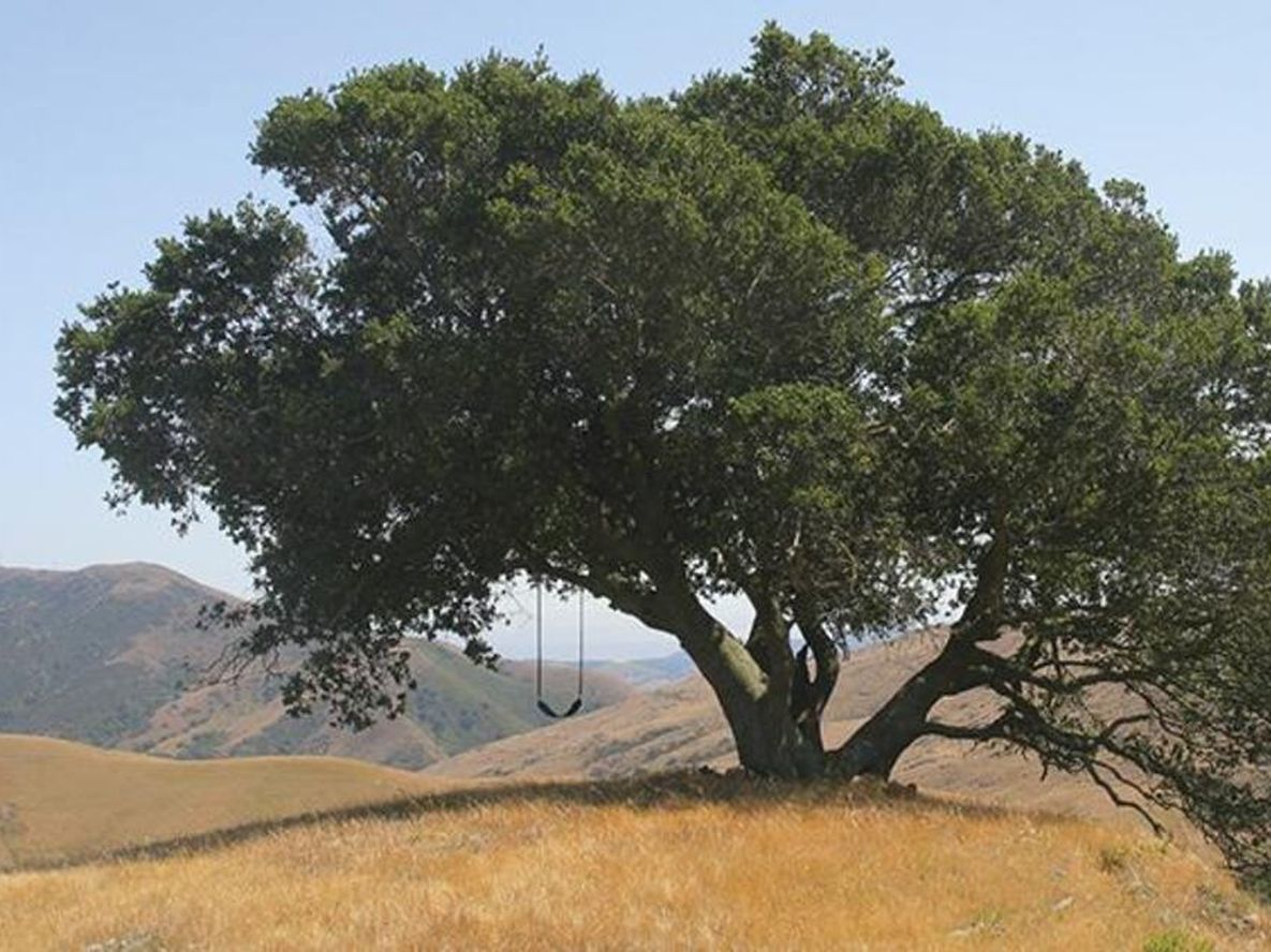 A la sombra de un pimiento - Por Javier  Hernández