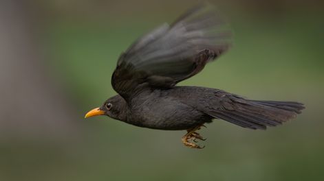 Impactantes fotos de birdwatching, la relajante tendencia a la que cada vez se suman más personas