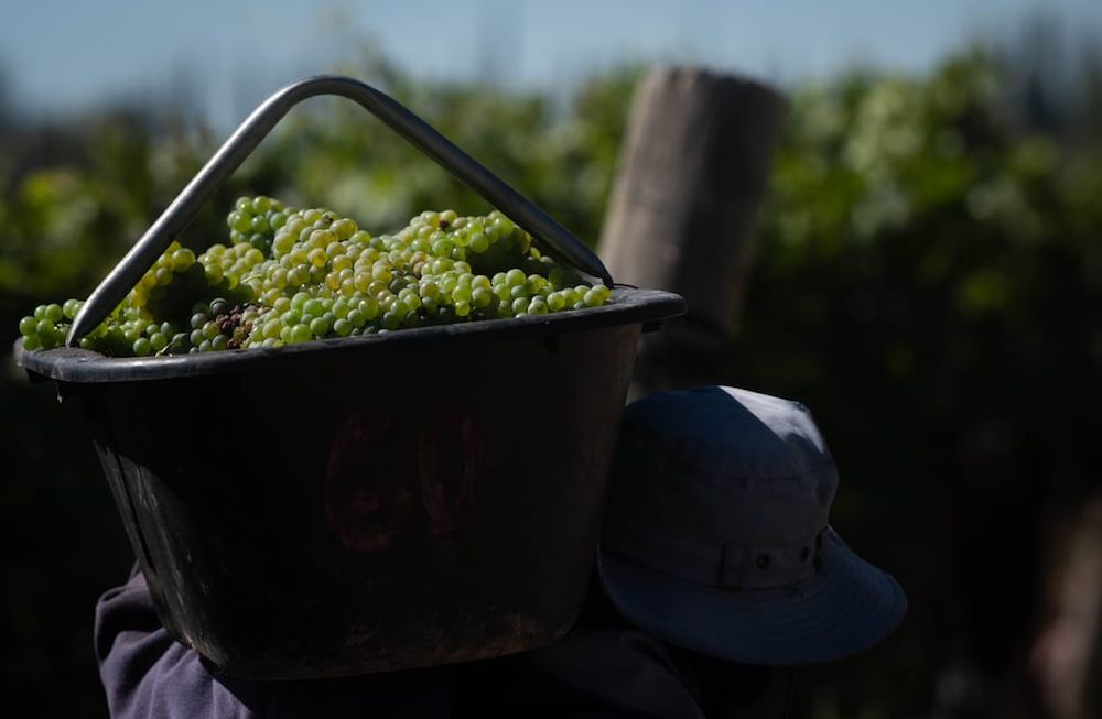 Con el 40% de lo estimado ya en las bodegas de todo el país, la recolección de uvas lleva un ritmo frenético. Las blancas, con buenos resultados en cuanto a calidad. Resta esperar las tintas / Ignacio Blanco