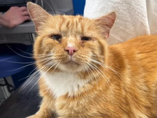 El gato Ginge fue rescatado y volvió con su familia.&nbsp;