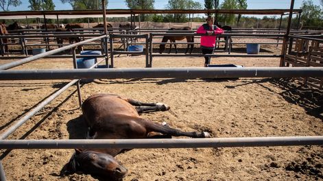 Los Andes | Mendoza 30 de octubre 2020 SociedadAsociacion Pempa se dedica a rescatar caballos maltratados y de carreteleros, Ignacio Blanco / Los Andes
