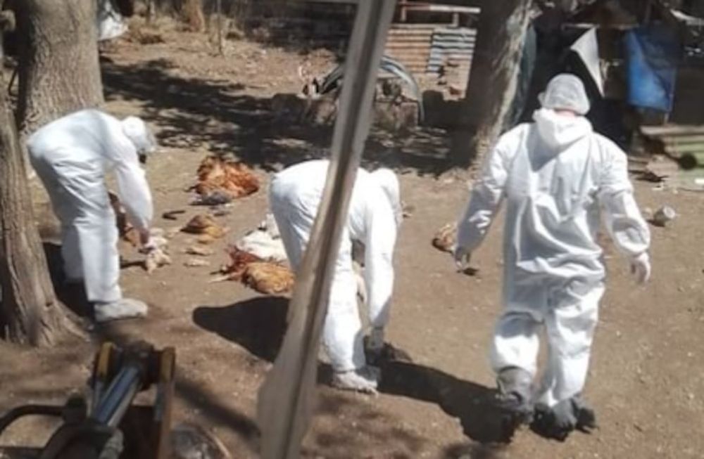Tras reportarse nuevos casos de gripe aviar sacrificaron patos, gallinas y gansos en Puan, Buenos Aires. - Gentileza