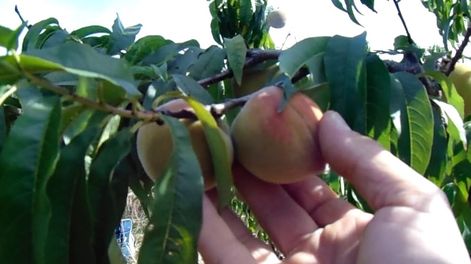 Ofrecen webinar gratuito sobre prevención y detección precoz de enfermedades en frutales