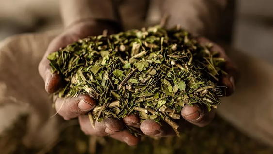 como reciclar la yerba usada para decorar el jardin o cualquier rincon de tu hogar