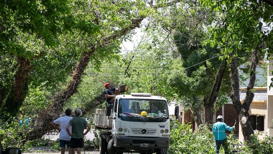 Continúan los trabajos en el arbolado tras el zonda ocurrido el 28 de octubre