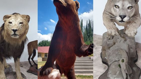 Los aviones de Aerolíneas Argentinas ya no podrán trasladar trofeos de guerra ni animales embalsamados en sus vuelos. Organizaciones buscan que esto se prohíba por ley, para que ninguna línea aérea pueda hacerlo.
