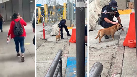 Al cruzar la frontera, el can se ganó el cariño del personal policial. Foto: Captura de video