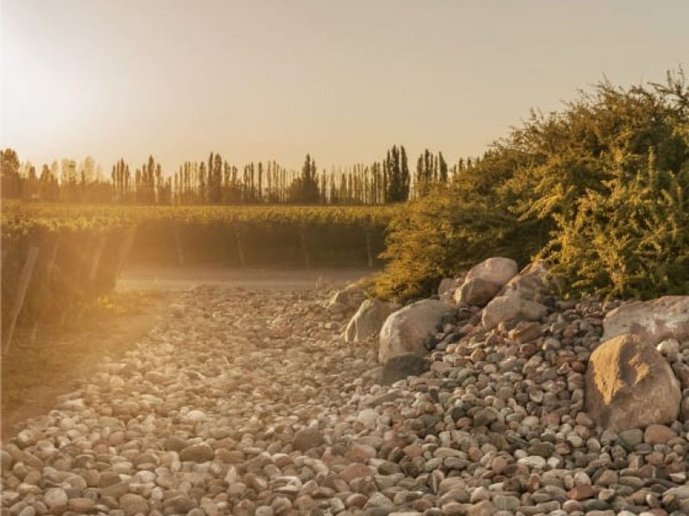 Paraje Altamira ocupa un lugar central en las rutas del vino de Mendoza y alberga viñedos emblemáticos como Finca Piedra Infinita, de Bodega Zuccardi, reconocida a nivel internacional.  
