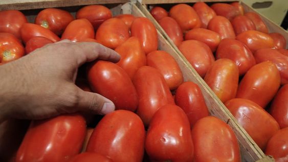 El cajón de tomate se vende desde $800 y se abre la ventana para que las familias comiencen a elaborar salsa casera. Imagen ilustrativa / archivo Los Andes