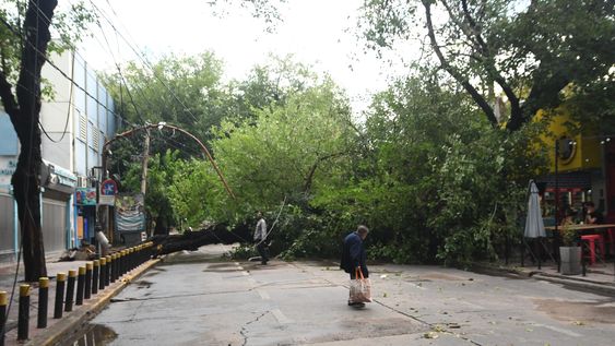 La necesidad de reformar la ley de arbolado público se origina en los trastornos que genera cada tormenta.