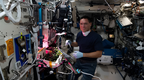 El resultado inesperado de las semillas de tomate que cultivó la NASA en el espacio.