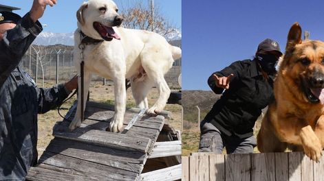 Los Andes | Son de la División Canes. El labrador se llama Ciro y el ovejero se llama Grinch.