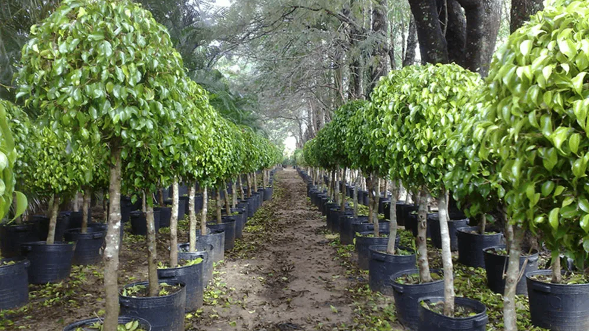 Todos quieren este árbol en su jardín: ofrece sombra todo el día, no ensucia y resiste a la sequía
