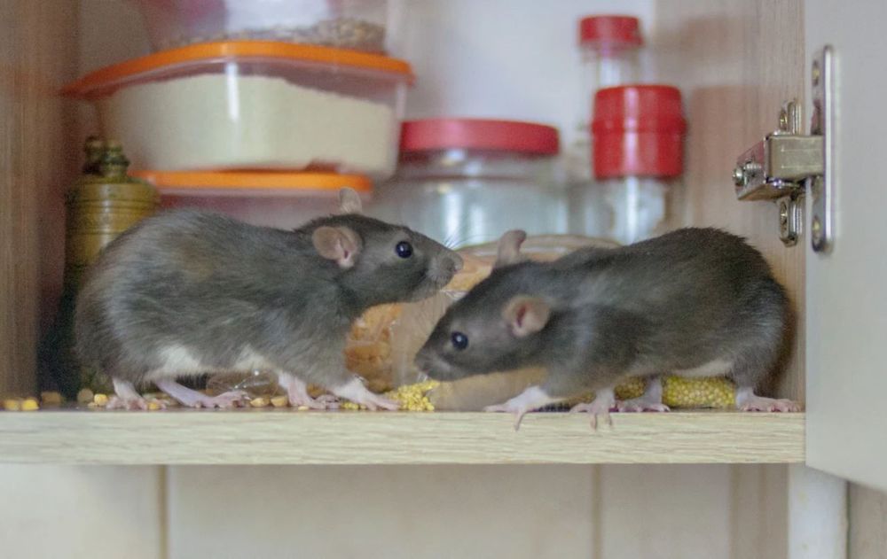 Un pequeño truco efectivo que aporta un cambio visible en la higiene del hogar. Aunque es indispensable alejar la mezcla de cloro y bicarbonato de niños y mascotas.