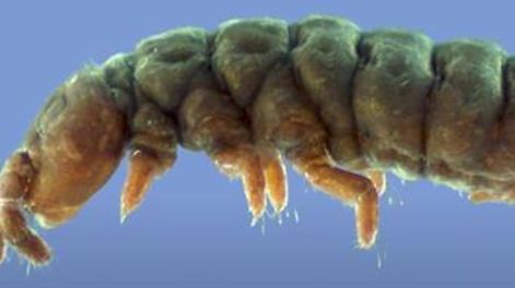 Los Andes | Una criatura primitiva parecida a un insecto, que ha sobrevivido a 30 eras glaciales, fue redescubierta recientemente en la Antártida por un equipo de científicos que la estuvo buscando durante décadas.