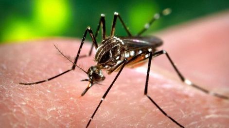 Confirmaron casos autóctonos de dengue en Argentina: cómo prevenirlo y cuáles son síntomas.