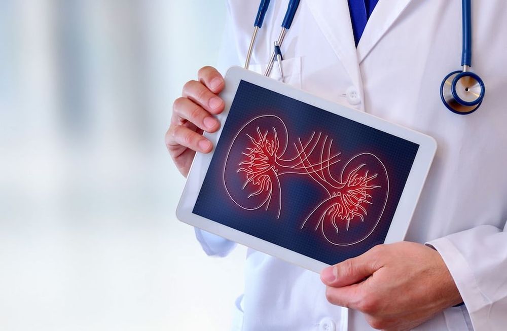 Una de cada 8 personas podría presentar enfermedad renal crónica en Argentina