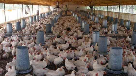 Las exportaciones de pollo a la Unión Europea ascendieron a 7,8 millones de euros en 2022, lo que significó un aumento del 100% respecto a 2021.
