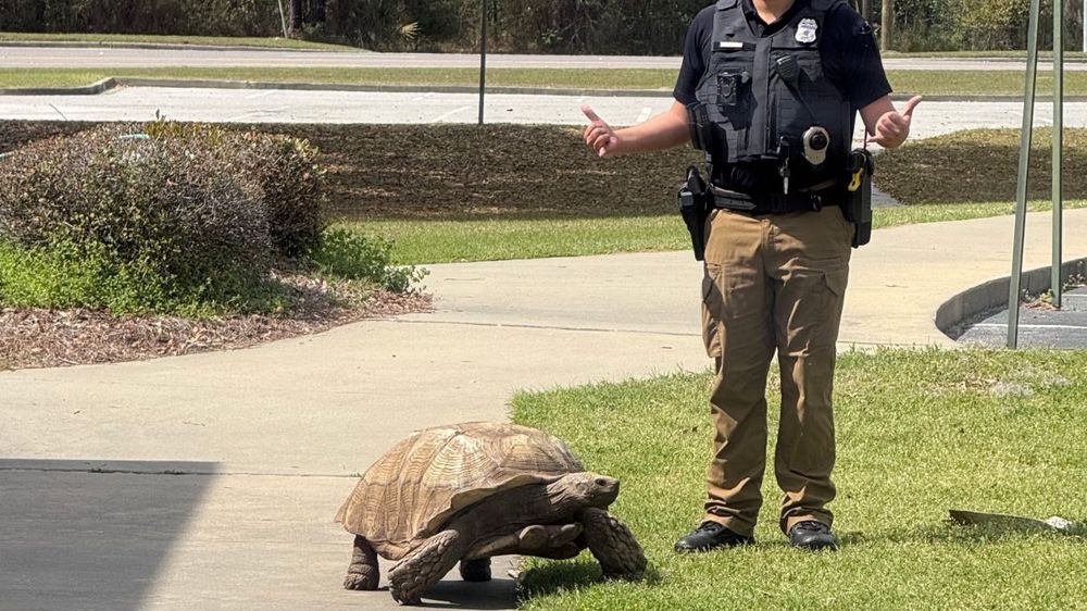 Una tortuga se escapó de una escuela y sorprendió lo lejos que llegó.