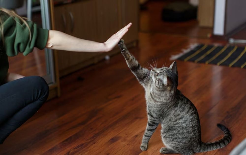 No todos los gatos se relacionan de la misma manera con las personas.