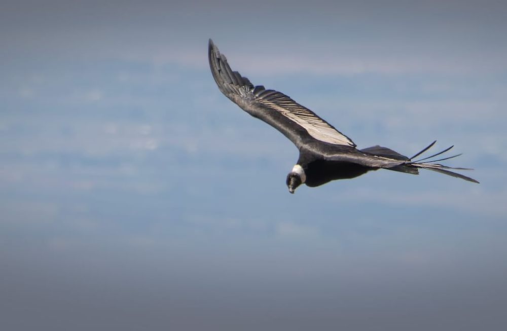 La tarea permite conocer el estado poblacional de la especie en las áreas naturales protegidas de Mendoza. Foto: Gentileza