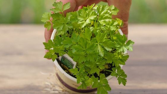 La planta de perejil necesita buena luz cuando se cultiva dentro de casa.