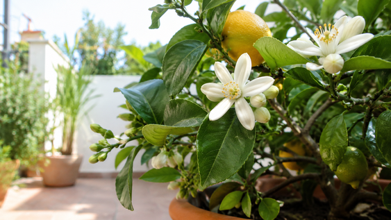 el arbol con flores perfumadas que ademas da limones: como cultivarlo en maceta y renovar tu balcon