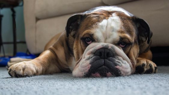 11 razas de perros que se mantienen sorprendentemente limpios, incluso sin banarse
