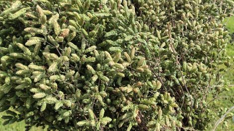 San Carlos suma un nuevo hito a su propuesta para el turismo con el lanzamiento de Camino de Indias, un circuito diseñado para poner en valor la producción de plantas aromáticas de la región y la oferta de bodegas
