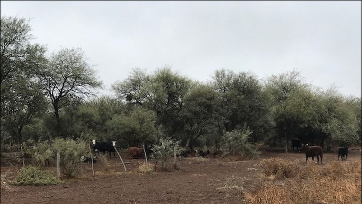 Insólito caso en La Paz: dijo que lo golpeó un caballo, pero tenía un disparo en la cabeza