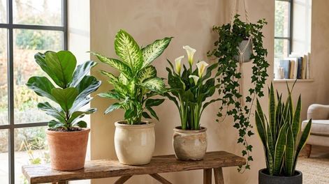 Existen plantas que pueden contener sustancias tóxicas o irritantes y otras que están rodeadas de creencias.