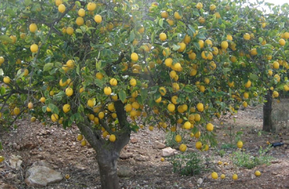 La mayor participación en el precio de venta final la tuvieron los productores de frutilla (60,8%), mientras que la menor fue para los de limón (8,2%).