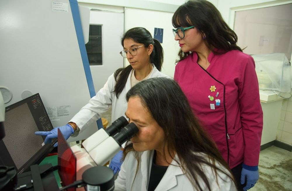 La reducción del presupuesto de las universidades públicas ha tenido un fuerte impacto en la investigación. Equipo de investigación. las doctoras Mariángeles Ávila y a su lado, Antonella Losinno y en el microscopio, la doctora María Elena Teresa Damiani. Foto: Gentileza UNcuyo